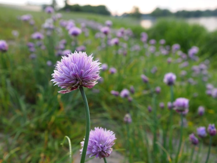 the wildflowers are in full bloom on the shore