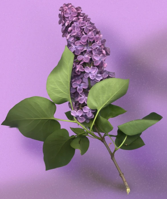 purple flowers on purple background with greenery