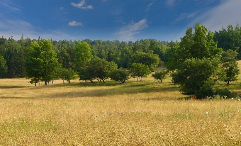 an image of the back side of a pasture