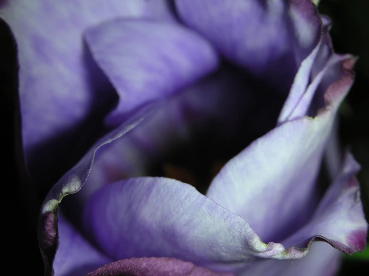 the purple flowers are blooming very close together