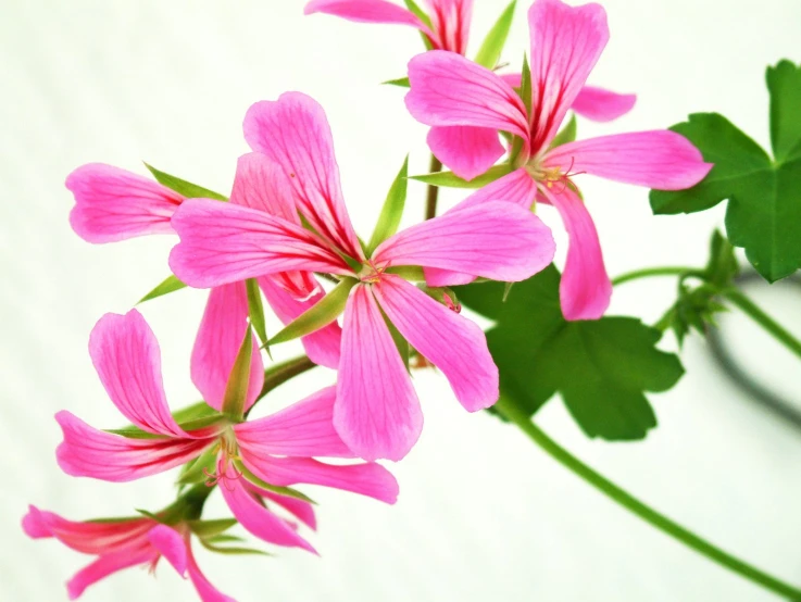 the pink flowers are very beautiful in the white background