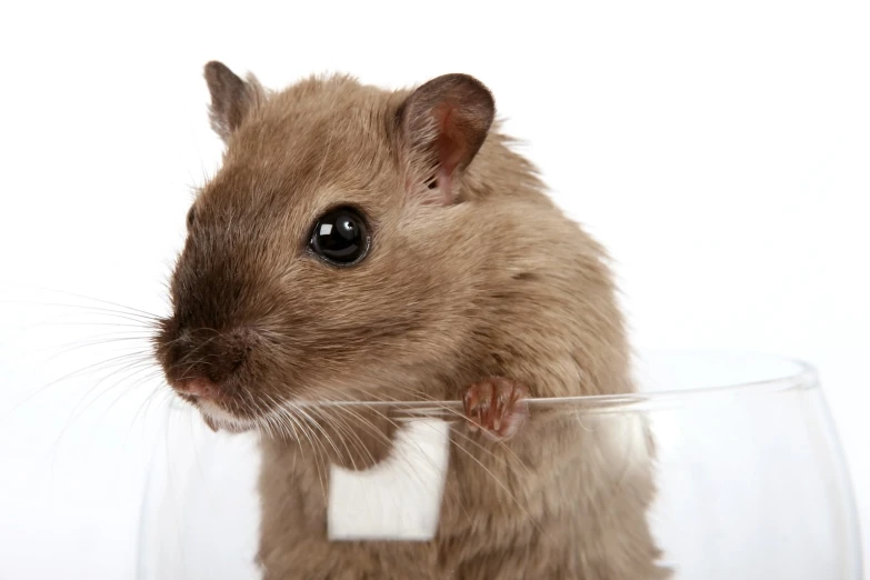 a small animal with very tiny ears sitting inside of a glass