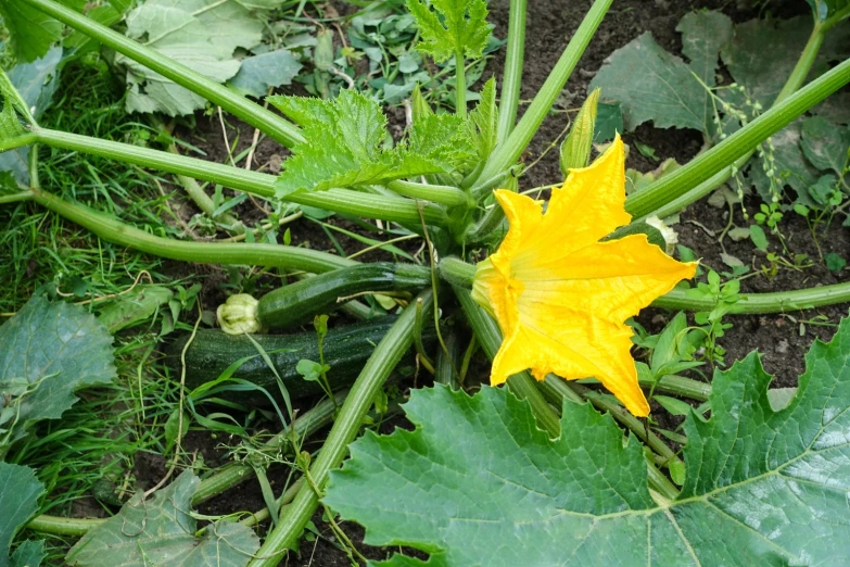 a cucumber and other vegetables growing in the ground