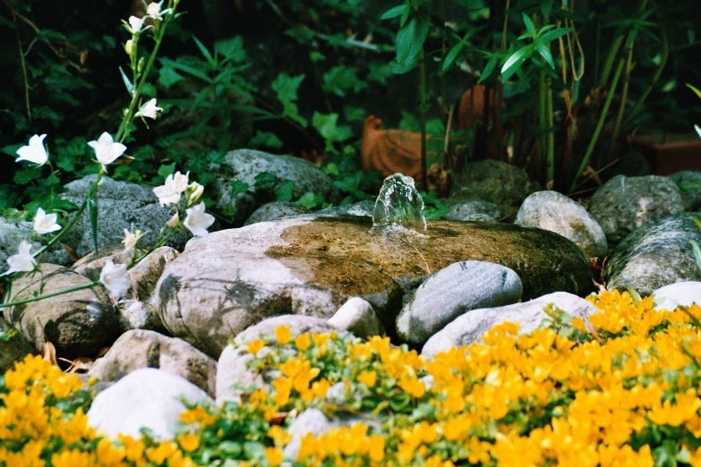 small bird on a rock surrounded by flowers and grass