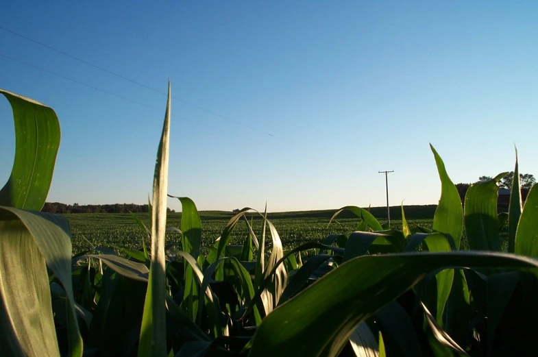 some very big pretty looking plants in a field