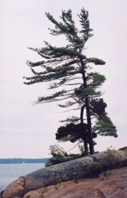 some trees that are sitting on the rocks