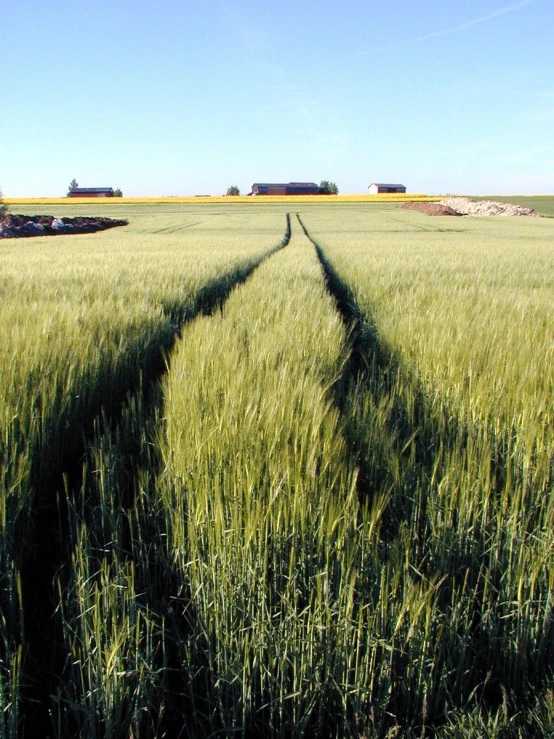 two lines in the grass that show different directions