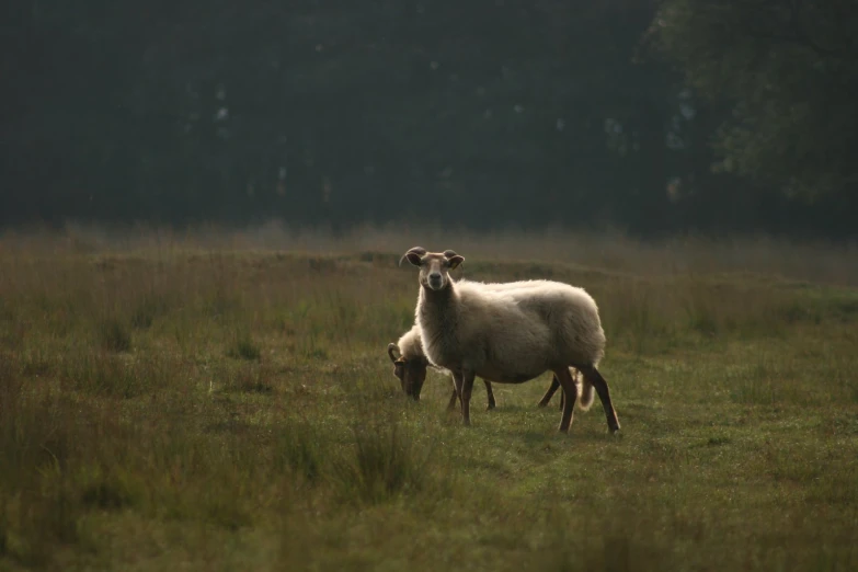 there is a sheep and another sheep on the grass