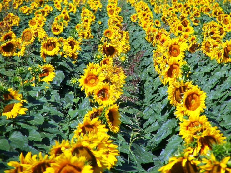 a field of sunflowers, with the stems showing