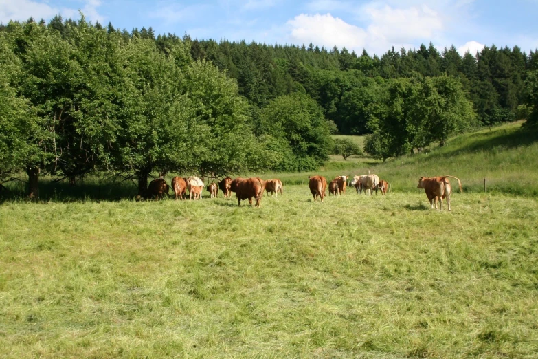 cows grazing in a field with trees in the background