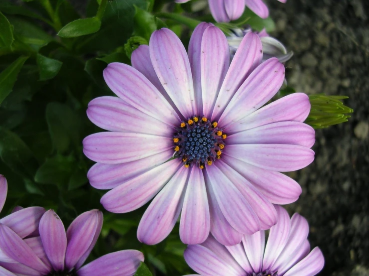 an assortment of pink flowers sitting in the sun