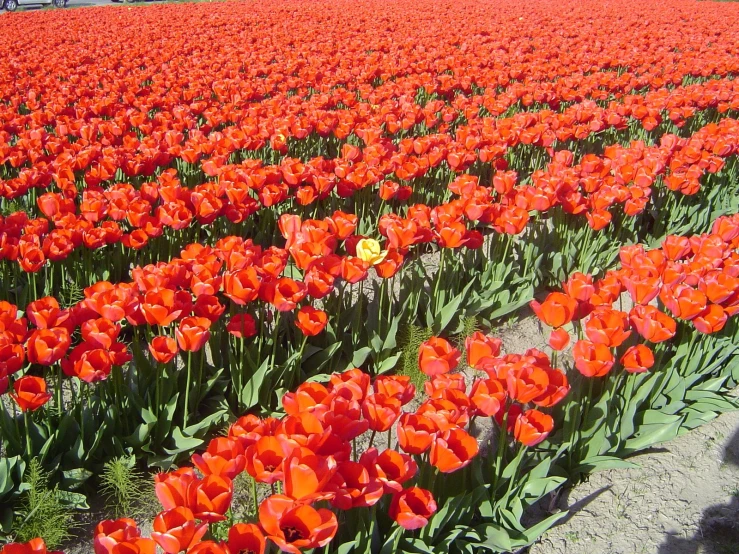 a large field of orange flowers on a sunny day