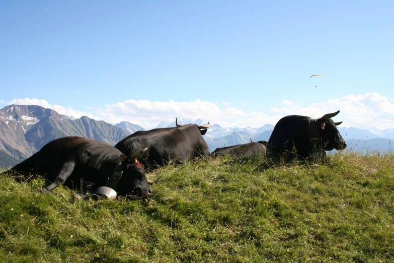 the cattle are laying in a field of green grass