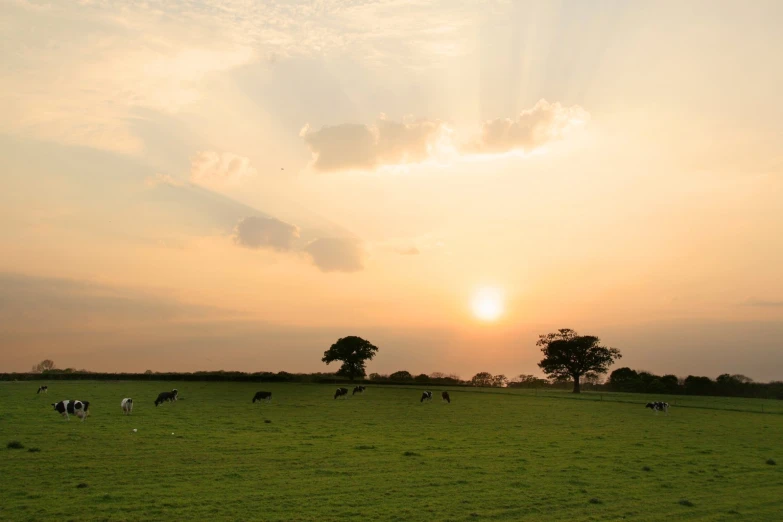 the sky is sunset, while there are some cows grazing in the field