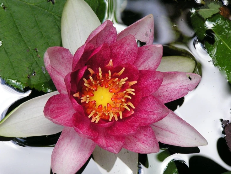 a flower with a yellow center on top of water