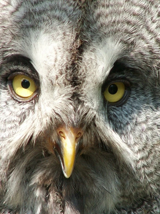 a bird is staring directly into the camera