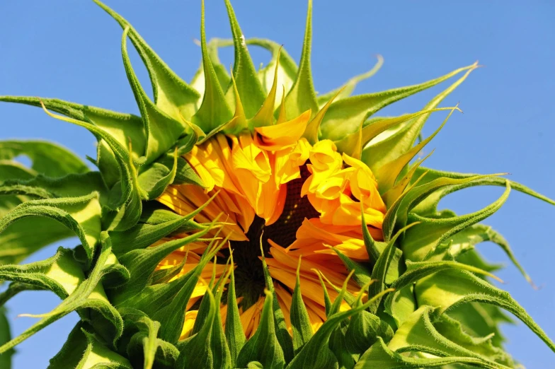 a close - up image of the petals of a sunflower