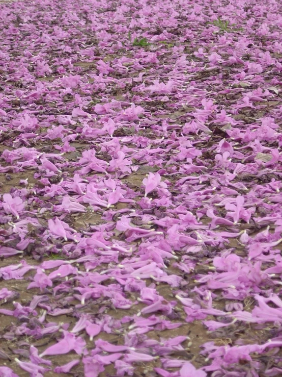 many purple petals lay on the ground