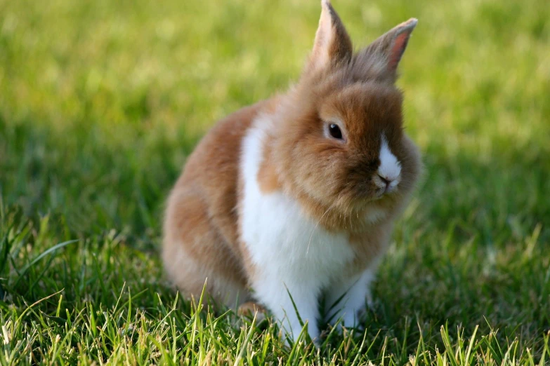 a brown rabbit sitting in the grass looking up