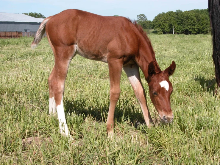 a brown horse is grazing in the grass