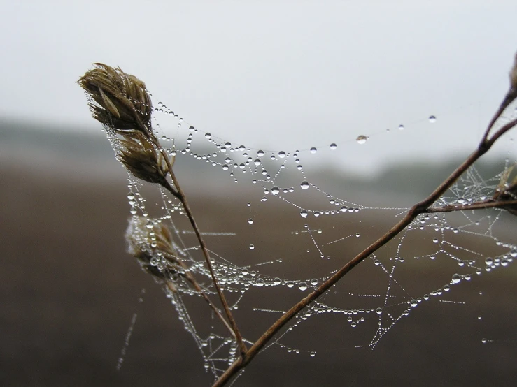 dew on an orange flower stem with water droplets on it