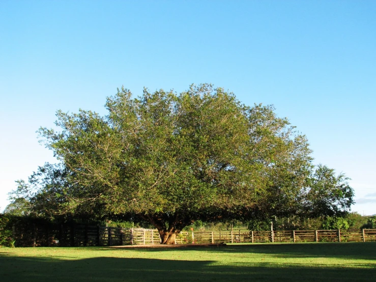 the tree is sitting in the yard on a sunny day