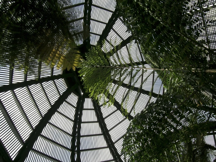 view up at many large trees in the sun