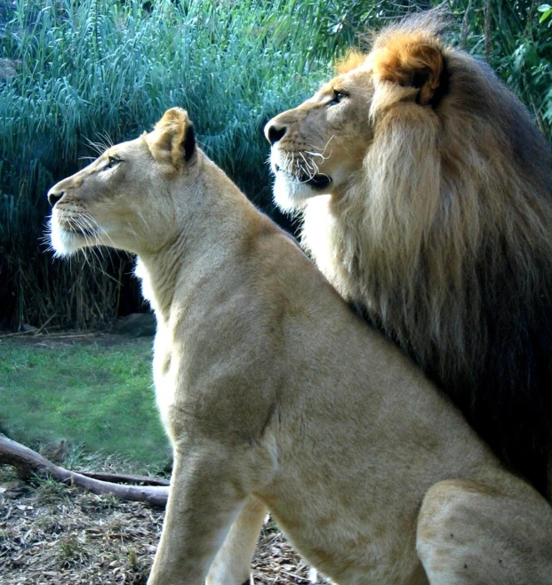 two young lions are sitting in the zoo