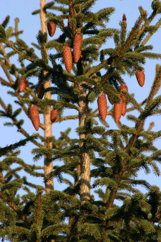 the view of an evergreen tree with cones on it