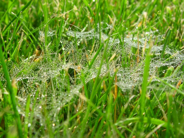 water droplets on the grass are seen here