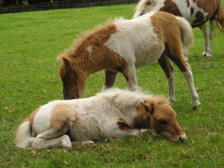 a group of brown and white horses on grass