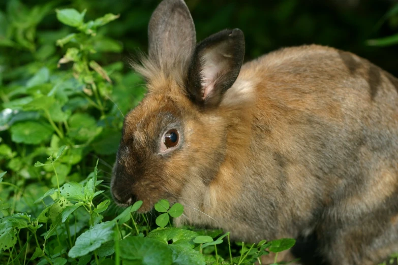 the small rabbit is sitting in the thick green vegetation
