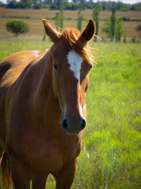 a brown horse walking through a grassy field