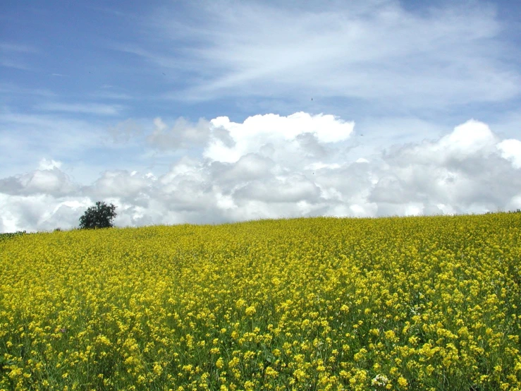 this is an image of a field of flowers