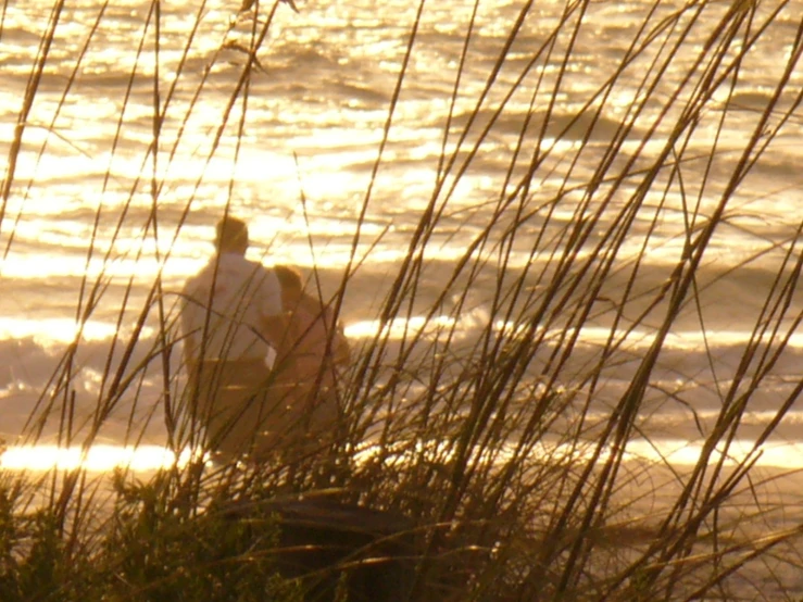 a man sitting in the water behind tall grass