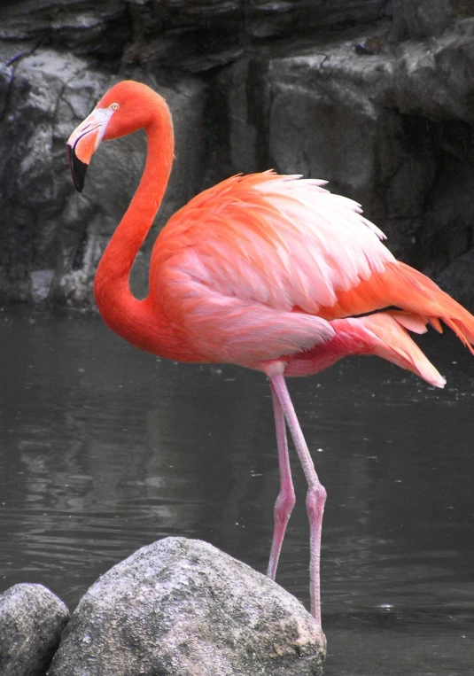 an orange flamingo standing on rocks in the water