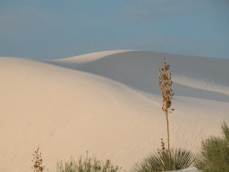 a very thin, white sand dune with a lone tree in the foreground