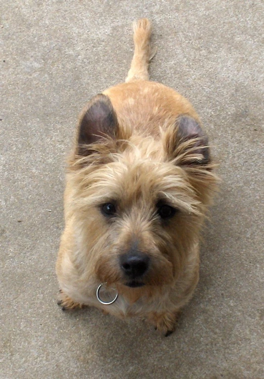 a small dog standing on a carpet looking up