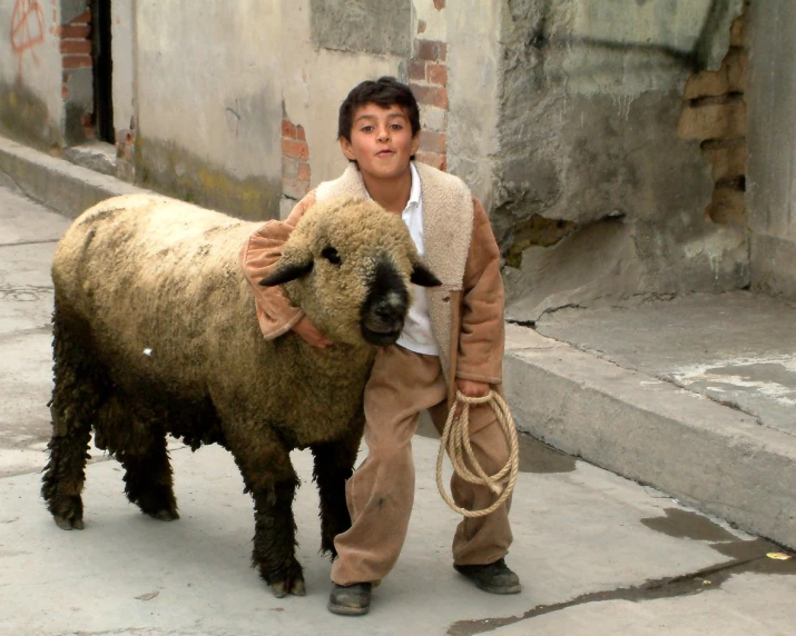 a boy is standing next to a sheep