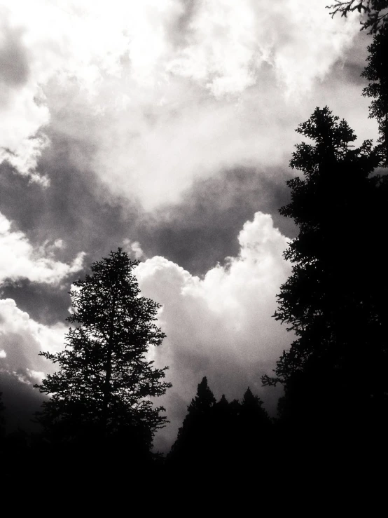 dark clouds roll over the tops of trees