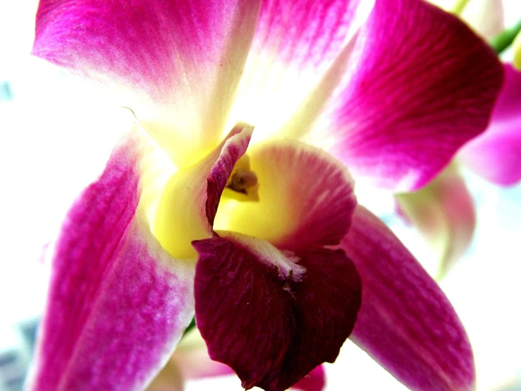 some very pretty flowers with small petals in it