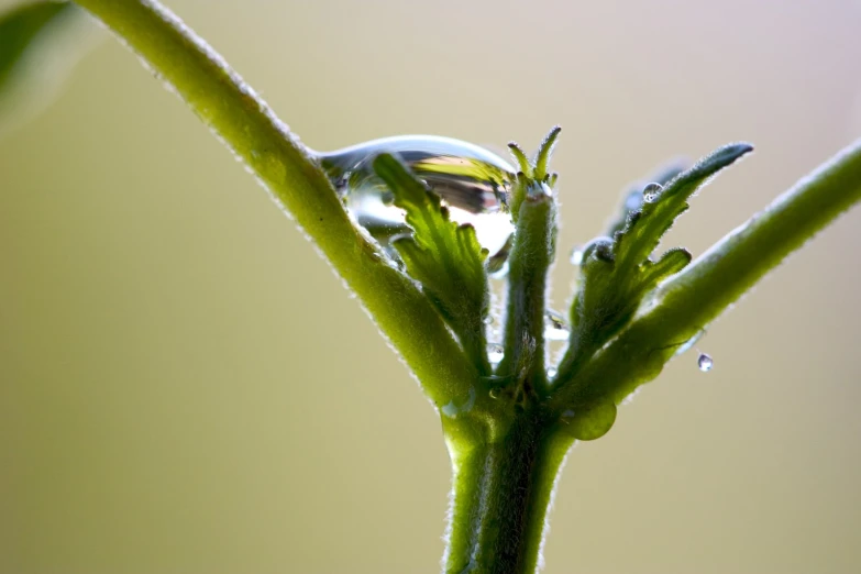 the dew on a blade of the green plant has a small drop of water