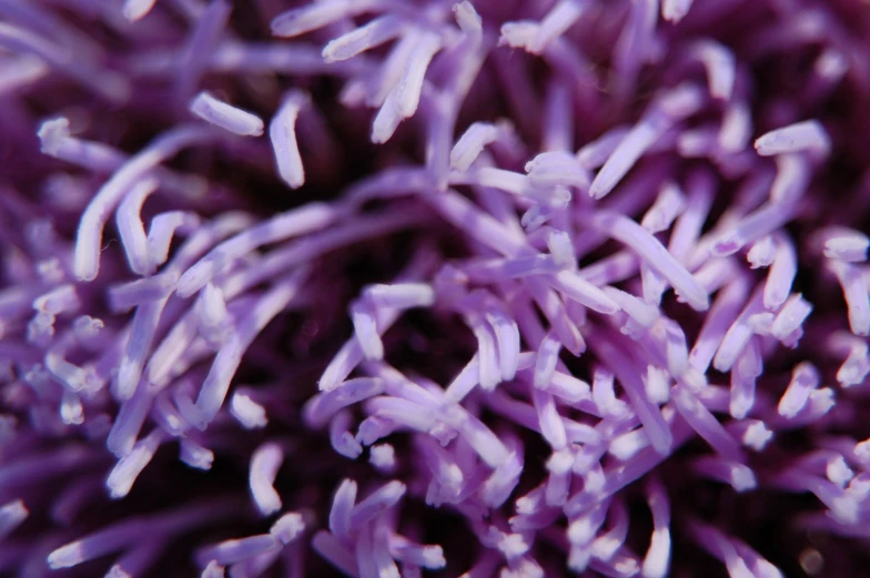 a very close up image of a purple flower