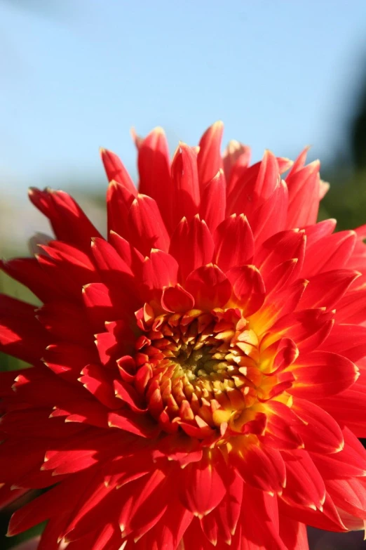 a red and yellow flower in the middle of a field