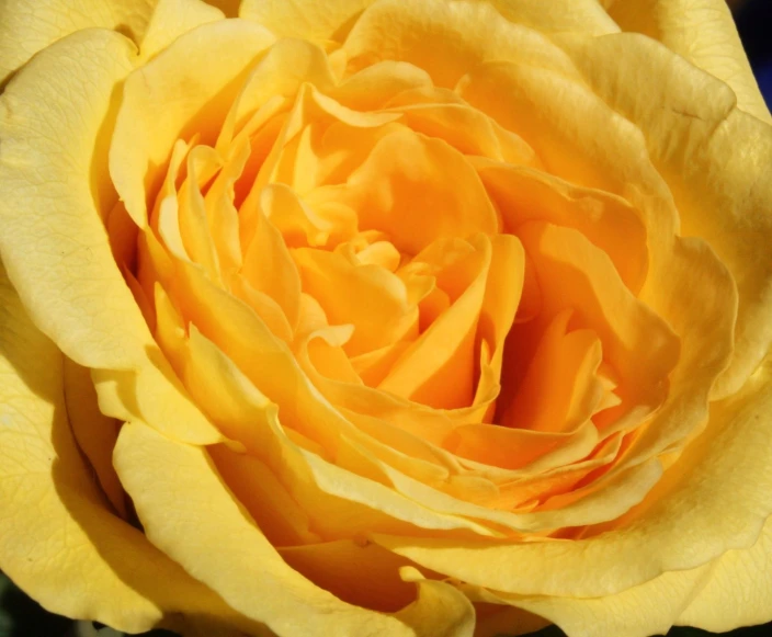 a yellow rose blooming in full bloom