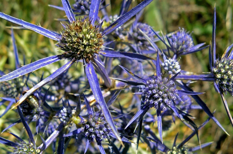 the blue flower is blooming all the way through the grassy field