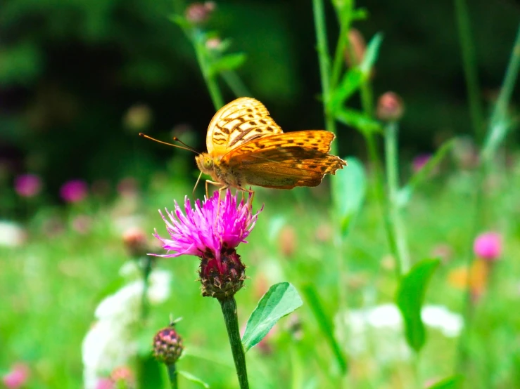 an orange and white erfly resting on a flower