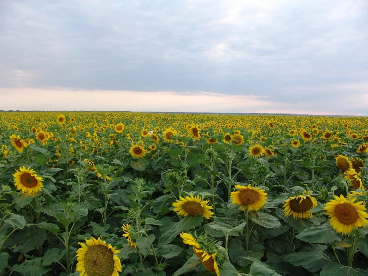 a field of sunflowers with a sky background