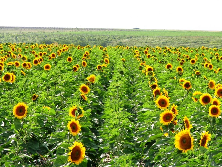 a large field of sunflowers in bloom