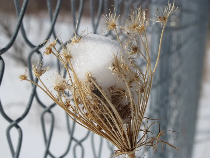 frozen flowers and grass hanging on a fence